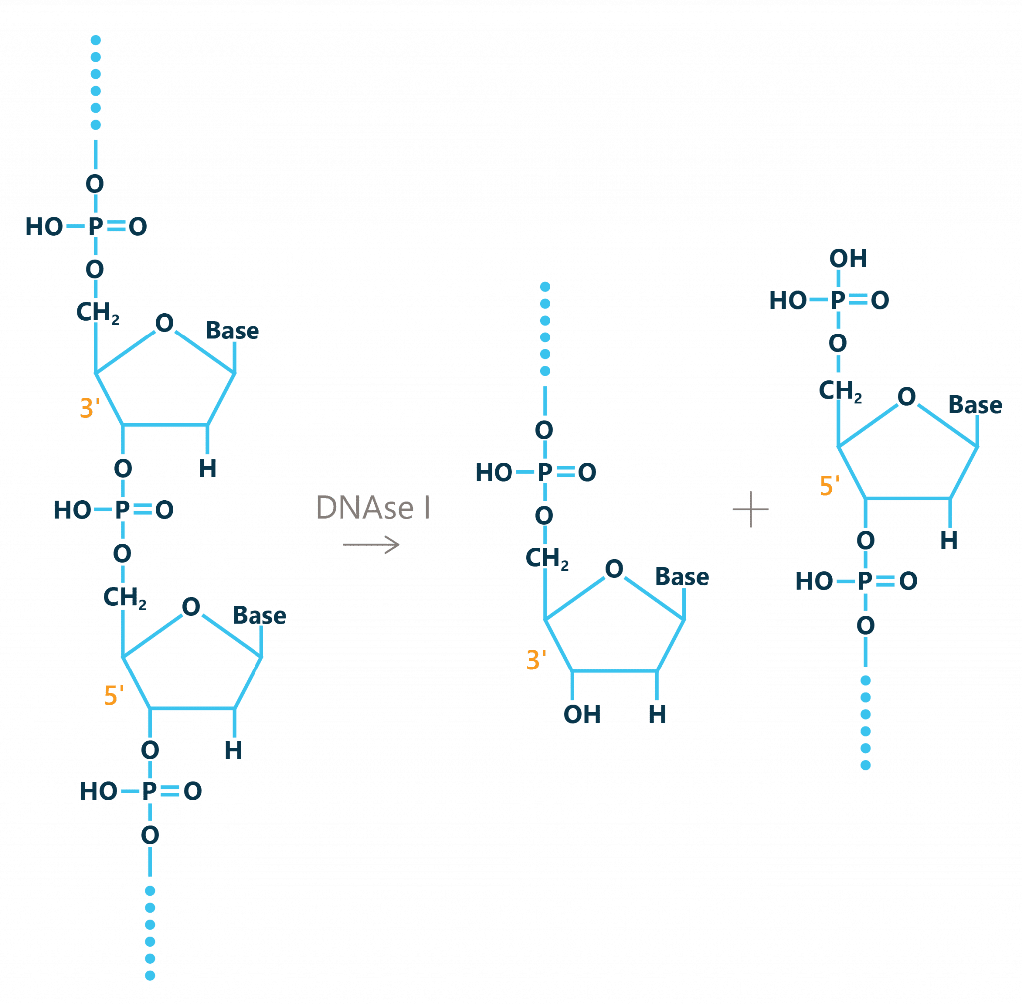 Boston-BioProcuts-DNase-Illustration-1