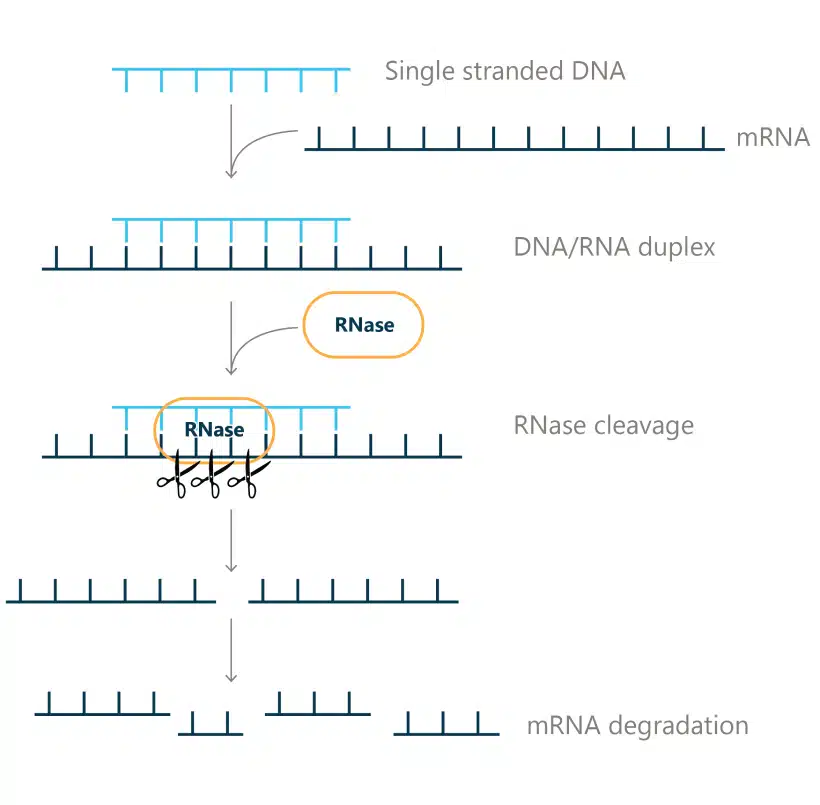 Boston-BioProcuts-RNase-Mechanism-Illustration