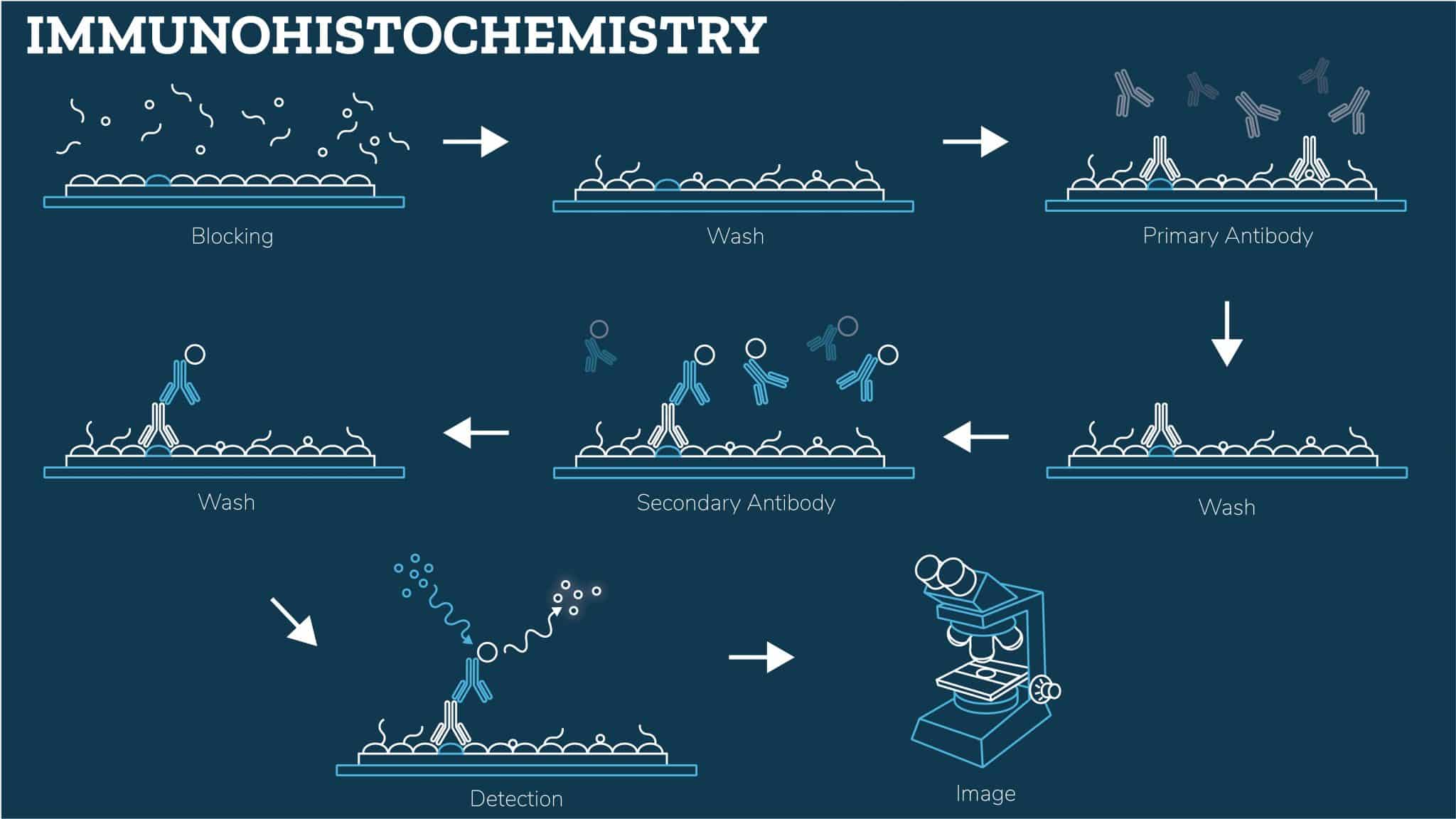 Immunohistochemistry_V2-scaled