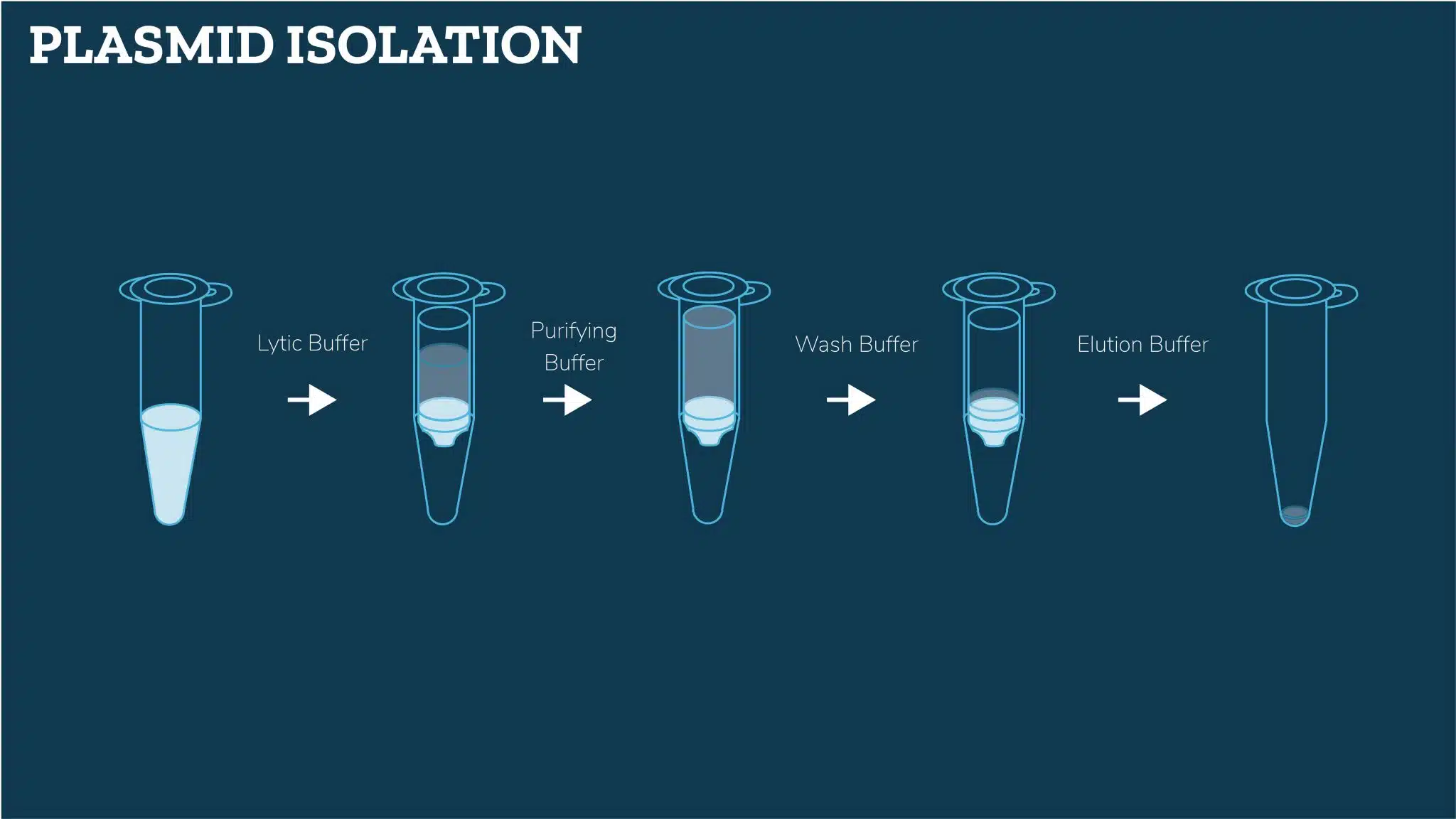 Plasmid_Isolation_2-scaled