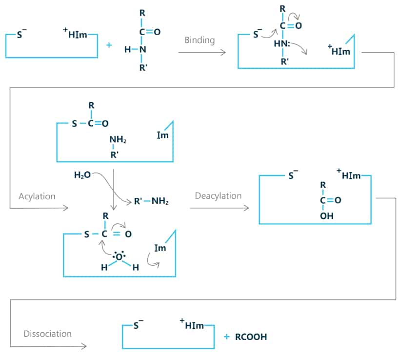 Protease-Mechanism-Illustration