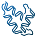 Protease@2x