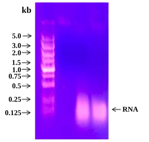 Updated-RNA-Ladder