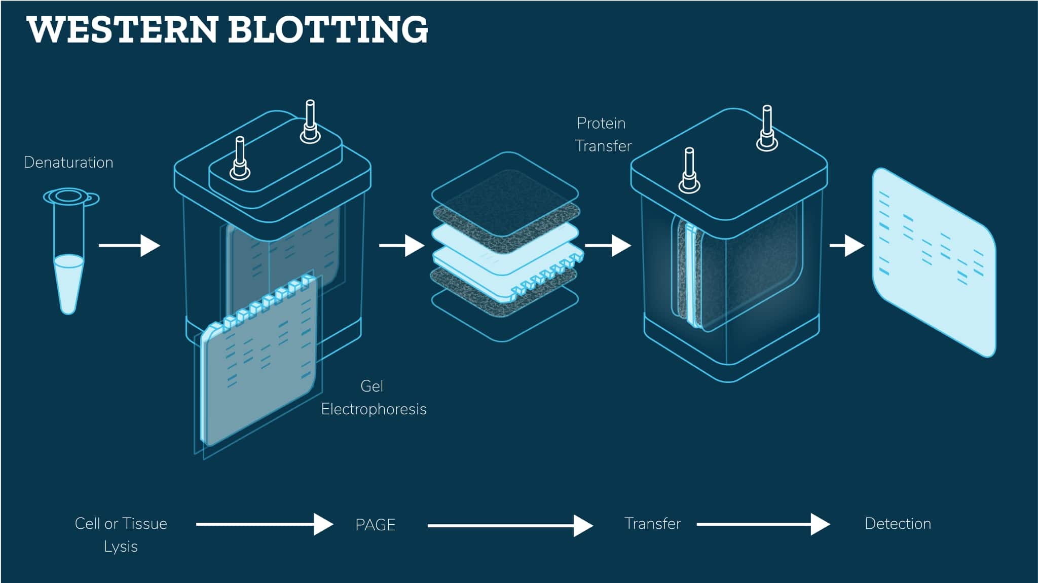 Western_Blotting_Buffers_Infographic