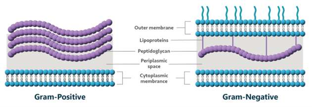 Antibiotic Solutions Image 1