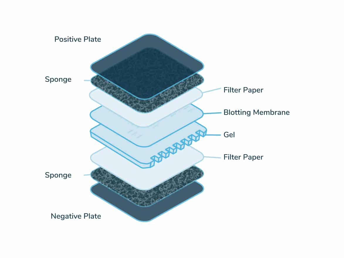 BBP-Westerrn-Blotting-image