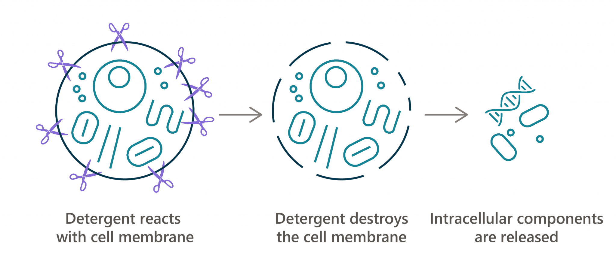 Mechanism-of-cellular-Lysis